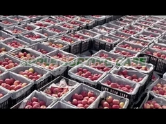 Sortierende Maschine Apples