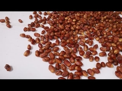 Sortiermaschine für Palmdatteln