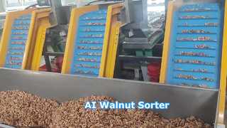 Walnusskern-Mehrsortiermaschine, angetrieben durch KI, hohe Genauigkeit und Arbeitsersparnis ④