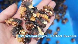JGY Walnusskern-Sortiermaschine, mehrsortig, mit 1 Durchlauf ③